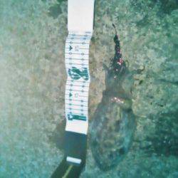 雑賀崎 エギングでコウイカ4人釣行で1人1パイ