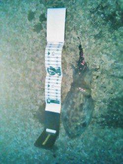 雑賀崎 エギングでコウイカ4人釣行で1人1パイ