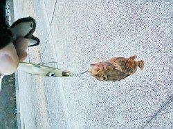 雑賀崎 メバリング釣行も土砂濁りで大苦戦の中ミニガシラ