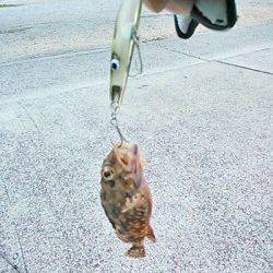 雑賀崎 メバリング釣行も土砂濁りで大苦戦の中ミニガシラ