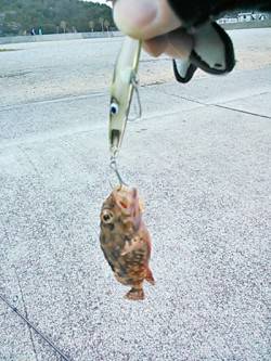 雑賀崎 メバリング釣行も土砂濁りで大苦戦の…