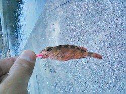 小浦漁港 エギング不発でメバリングでガシラ