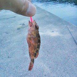 小浦漁港 エギング不発でメバリングでガシラ