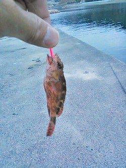 小浦漁港 エギング不発でメバリングでガシラ