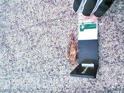 雑賀崎 メバリング釣行も土砂濁りで大苦戦の中ミニガシラ