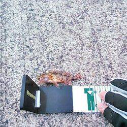 雑賀崎 メバリング釣行も土砂濁りで大苦戦の中ミニガシラ