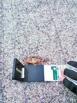 雑賀崎 メバリング釣行も土砂濁りで大苦戦の中ミニガシラ