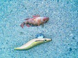 小浦漁港 エギング不発でメバリングでガシラ