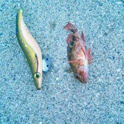 小浦漁港 エギング不発でメバリングでガシラ