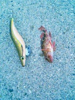 小浦漁港 エギング不発でメバリングでガシラ