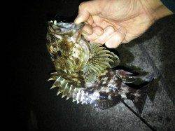 柴山港でメバリング、23cmのガシラが釣れました。