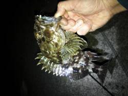 柴山港でメバリング、23cmのガシラが釣れ…