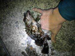 柴山港でメバリング、23cmのガシラが釣れました。