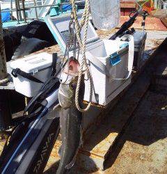 沖の北でもハネ好釣♪　50cmオーバーも♪