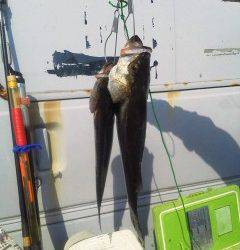 岸和田ハネ好調！今日は沖一文字北や旧の白灯台で揚がっています♪