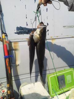 岸和田ハネ好調！今日は沖一文字北や旧の白灯台で揚がっています♪