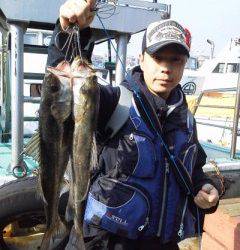 岸和田一文字 シラサ使用のハネ釣りはいぜん好調