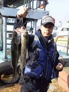 岸和田一文字 シラサ使用のハネ釣りはいぜん好調