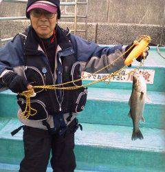 旧の赤灯台でハネ50〜センチを3匹　他