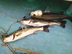 旧の赤灯台でハネ50〜センチを3匹　他