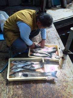 今日は沖の北で75cmのスズキ揚がってます…