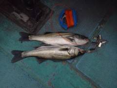 渡船を使った探り釣り釣果、ガシラに40cm…