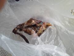 渡船を使った探り釣り釣果、ガシラに40cmのハネも！