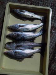 【22日】岸和田、ハネ釣り情報