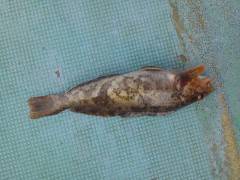 沖の北で28cmのアイナメ♪　ウキ釣りでＧ…