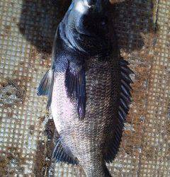 旧の赤灯台で落とし込み　47cmのチヌ釣れました！