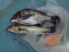 【30日】旧の白灯台の釣果情報・74cmのスズキの姿も♪