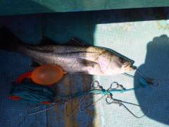 沖の北・旧の赤灯台のウキ釣りハネ情報