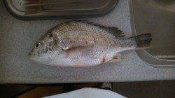 大津川の真ん中にある波止でエビ撒き釣りの釣果☆