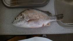 大津川の真ん中にある波止でエビ撒き釣りの釣…