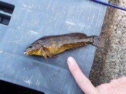 アッパーカットでメバリング、根魚が色々釣れました