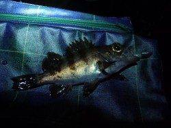 アッパーカットでメバリング、根魚が色々釣れました