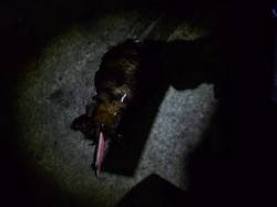 紀伊大島への遠征エギング、2日目