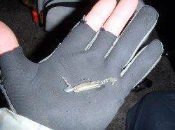 舞洲周辺へメバリング、短時間でメバル６匹＋ガシラ３匹