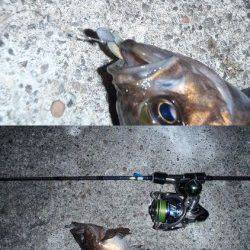 舞洲周辺へメバリング、短時間でメバル６匹＋ガシラ３匹