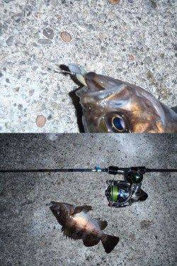 舞洲周辺へメバリング、短時間でメバル６匹＋ガシラ３匹