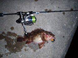 舞洲 メバリングでガシラ23.5cm