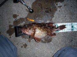 舞洲 メバリングでガシラ23.5cm