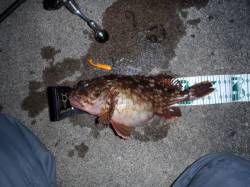 舞洲 メバリングでガシラ23.5cm