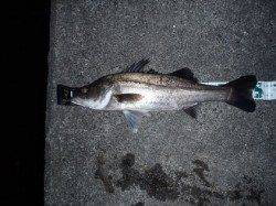 舞洲周辺メバリングに行って参りました♪