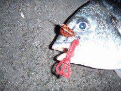 南港ライトタックルキビレゲーム