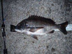 舞洲周辺でメバリング、色々な魚種が釣れました★