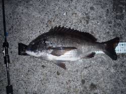 舞洲周辺でメバリング、色々な魚種が釣れまし…