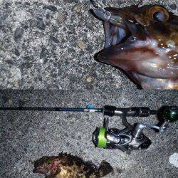 舞洲でメバリング、マグバイトのアッパーカットやってくれます！！