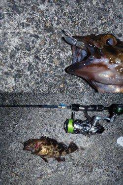 舞洲でメバリング、マグバイトのアッパーカットやってくれます！！