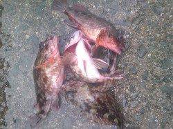 シラサと青虫でガシラ釣り！妻鹿（白浜）漁港